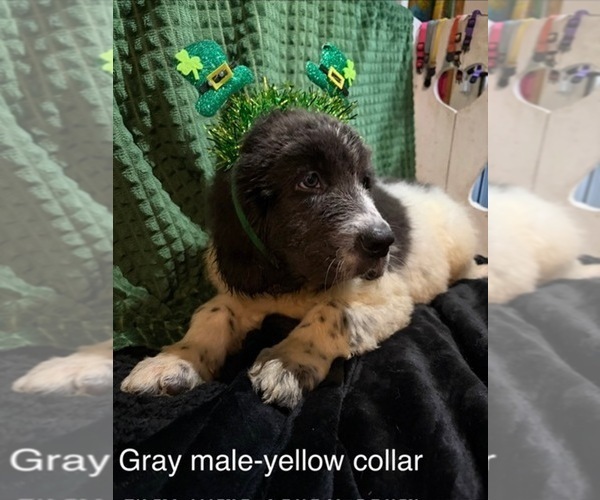 Medium Photo #12 Newfoundland Puppy For Sale in AURORA, IN, USA