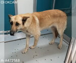 Small German Shepherd Dog