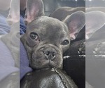 Small Photo #1 French Bulldog Puppy For Sale in CLARKSVILLE, OH, USA