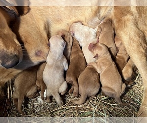 Golden Retriever Puppy for Sale in POWERS, Oregon USA