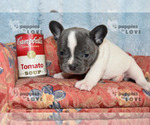 Small Photo #10 French Bulldog Puppy For Sale in SANGER, TX, USA