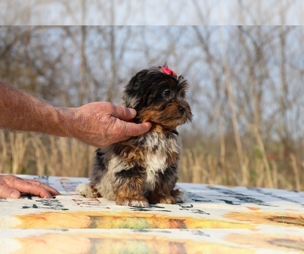 Medium Photo #23 ShihPoo Puppy For Sale in DYERSBURG, TN, USA