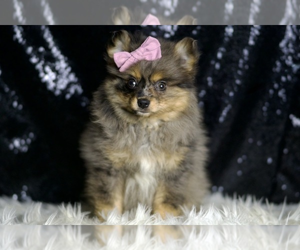 Medium Photo #6 Pomeranian Puppy For Sale in WARSAW, IN, USA