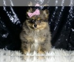 Small #5 Pomeranian