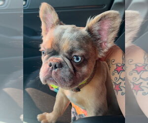 French Bulldog Dogs for adoption in Oakland Park, FL, USA