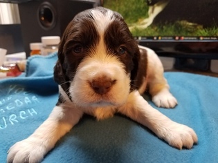 English Springer Spaniel Puppy for sale in GALESBURG, IL, USA