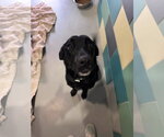 Small #7 Labrador Retriever Mix