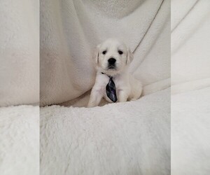 English Cream Golden Retriever Puppy for sale in LOWELL, AR, USA