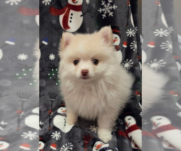 Medium Photo #4 Pomeranian Puppy For Sale in CITRONELLE, AL, USA