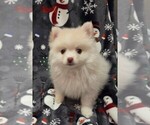 Small #3 Pomeranian