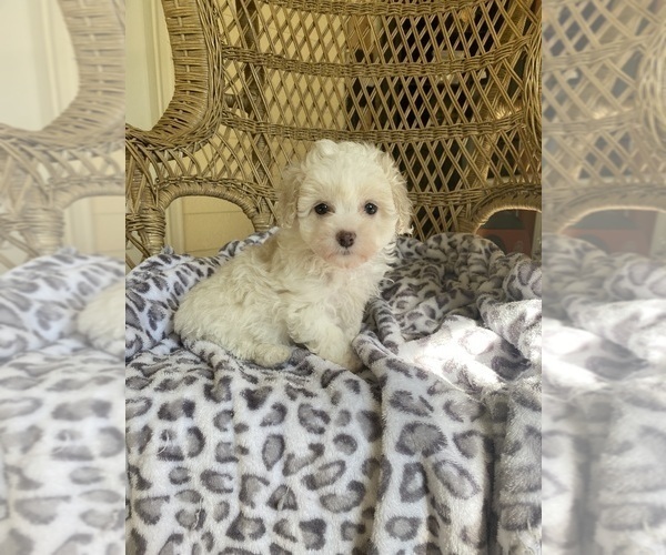 Medium Photo #1 Poodle (Toy) Puppy For Sale in MEIGS, GA, USA