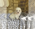 Image preview for Ad Listing. Nickname: Toy Poodle