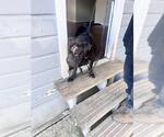 Small Chinese Shar-Pei-Mastiff Mix