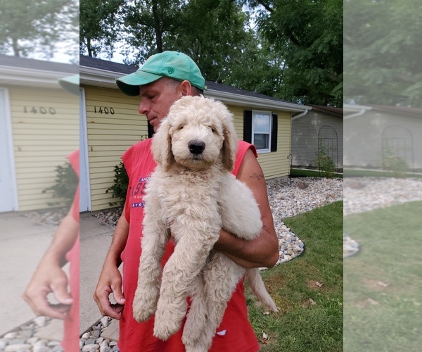 Medium Photo #8 Goldendoodle Puppy For Sale in AUBURN, IN, USA