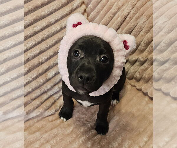 Medium Photo #2 Mutt Puppy For Sale in Oakhurst, NJ, USA