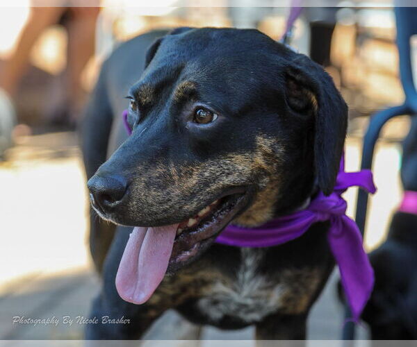 Medium Photo #5 Mutt Puppy For Sale in Mooresville, NC, USA