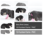 Small Photo #5 Pembroke Welsh Corgi Puppy For Sale in BURTRUM, MN, USA