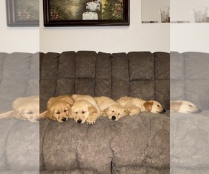 Golden Retriever Litter for sale in SPANISH SPRINGS, NV, USA