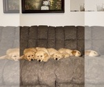 Small Golden Retriever