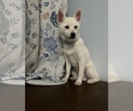 Small Photo #29 Alaskan Klee Kai Puppy For Sale in DURHAM, CT, USA