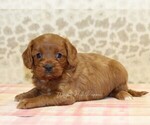 Small #3 Cavapoo