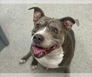 Mutt Dogs for adoption in Fort Collins, CO, USA