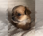 Small #2 Chihuahua