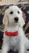 Small Photo #4 Labradoodle Puppy For Sale in WASH, NC, USA