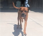 Small Redbone Coonhound