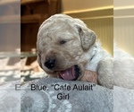 Puppy Cafe Aulait Goldendoodle