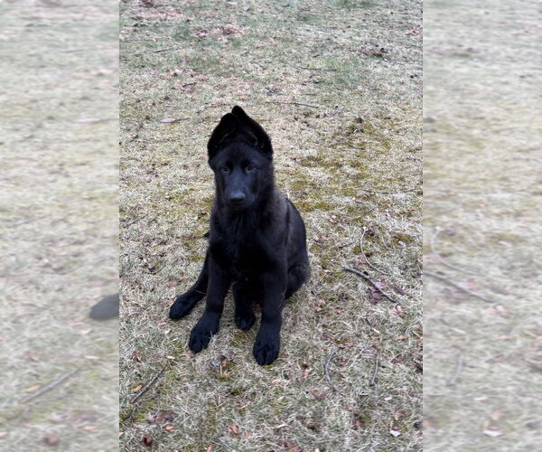 Medium Photo #2 German Shepherd Dog Puppy For Sale in Brewster, NY, USA
