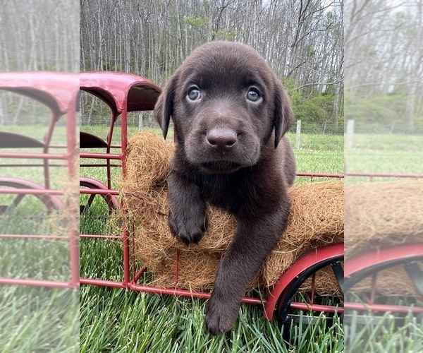 Medium Photo #2 Labrador Retriever Puppy For Sale in NEOLA, WV, USA