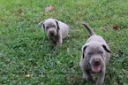 Small Photo #5 Neapolitan Mastiff-Weimaraner Mix Puppy For Sale in ROME, GA, USA