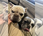 Small Photo #1 French Bulldog Puppy For Sale in HESPERIA, CA, USA