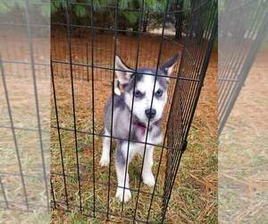 Siberian Husky Puppy for sale in ANGOLA, IN, USA