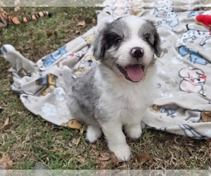 Aussiedoodle Puppy for sale in WILLS POINT, TX, USA