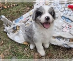 Image preview for Ad Listing. Nickname: Atticus
