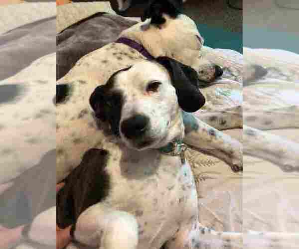 Medium Photo #5 Beagle-Border Collie Mix Puppy For Sale in ATL, GA, USA
