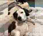 Small Photo #5 Beagle-Border Collie Mix Puppy For Sale in ATL, GA, USA