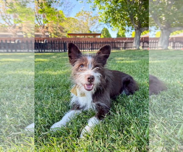 Medium Photo #2 Mutt Puppy For Sale in Sandy, UT, USA