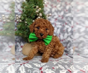 Poodle (Toy) Puppy for sale in QUARRYVILLE, PA, USA