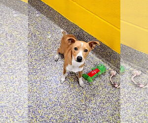Chihuahua-Unknown Mix Dogs for adoption in Metairie, LA, USA