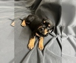 Small Photo #2 Cane Corso-Rottweiler Mix Puppy For Sale in PONDER, TX, USA