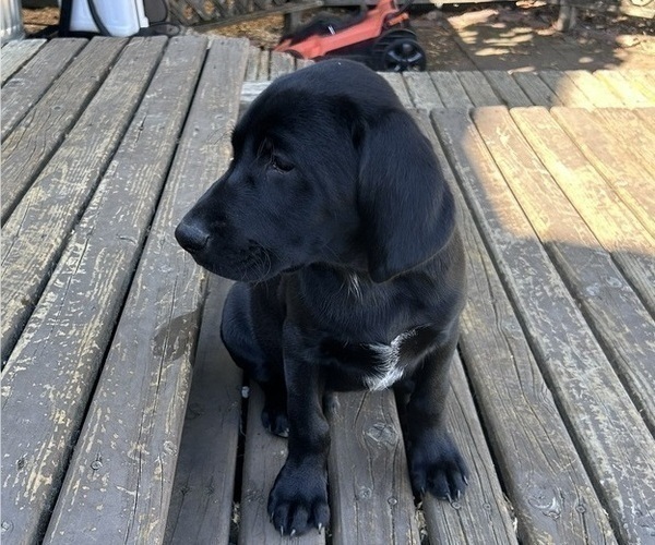 Medium Photo #3 German Shorthaired Lab Puppy For Sale in TACOMA, WA, USA
