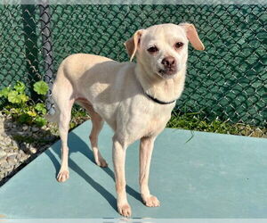 Chihuahua-Unknown Mix Dogs for adoption in Santa Cruz, CA, USA
