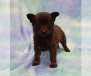 Mutt Dogs for adoption in Thief River Falls, MN, USA
