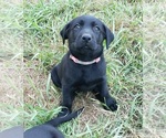 Small #20 Labrador Retriever