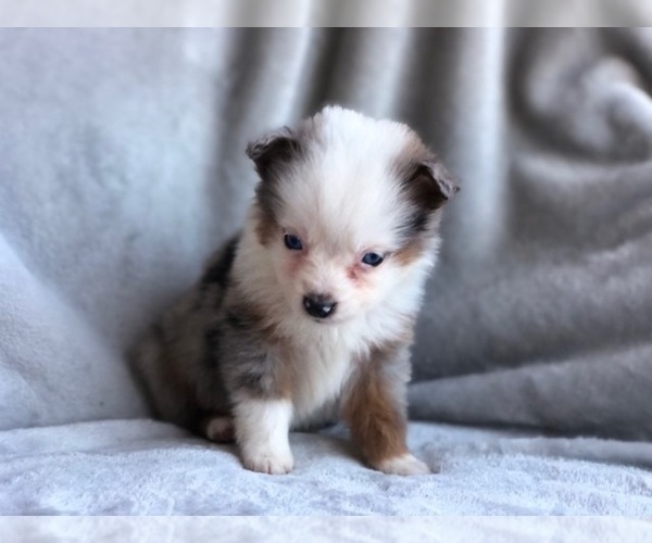 Medium Photo #4 Miniature Australian Shepherd Puppy For Sale in OXFORD, CT, USA