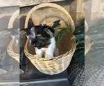 Small #5 Yorkshire Terrier