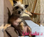 Small #14 Mutt